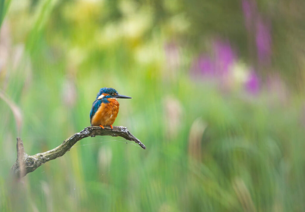 4t3a9535 enhanced nr