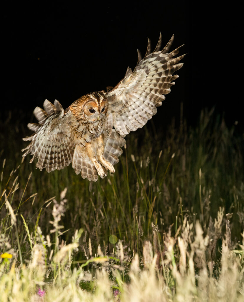 Tawny Owls
