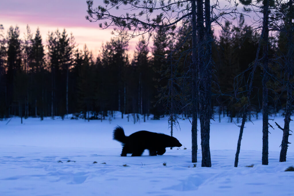 Photographing Wolverines in Finland: A Winter Wildlife Gamble
