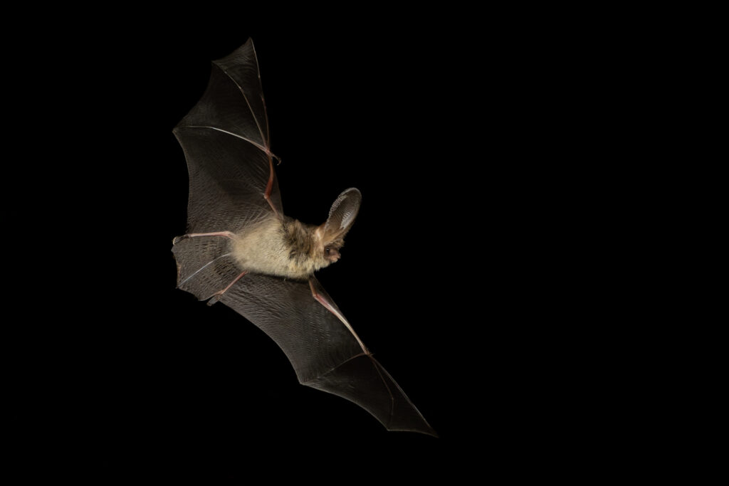 Holy Camera trap Batman… it worked