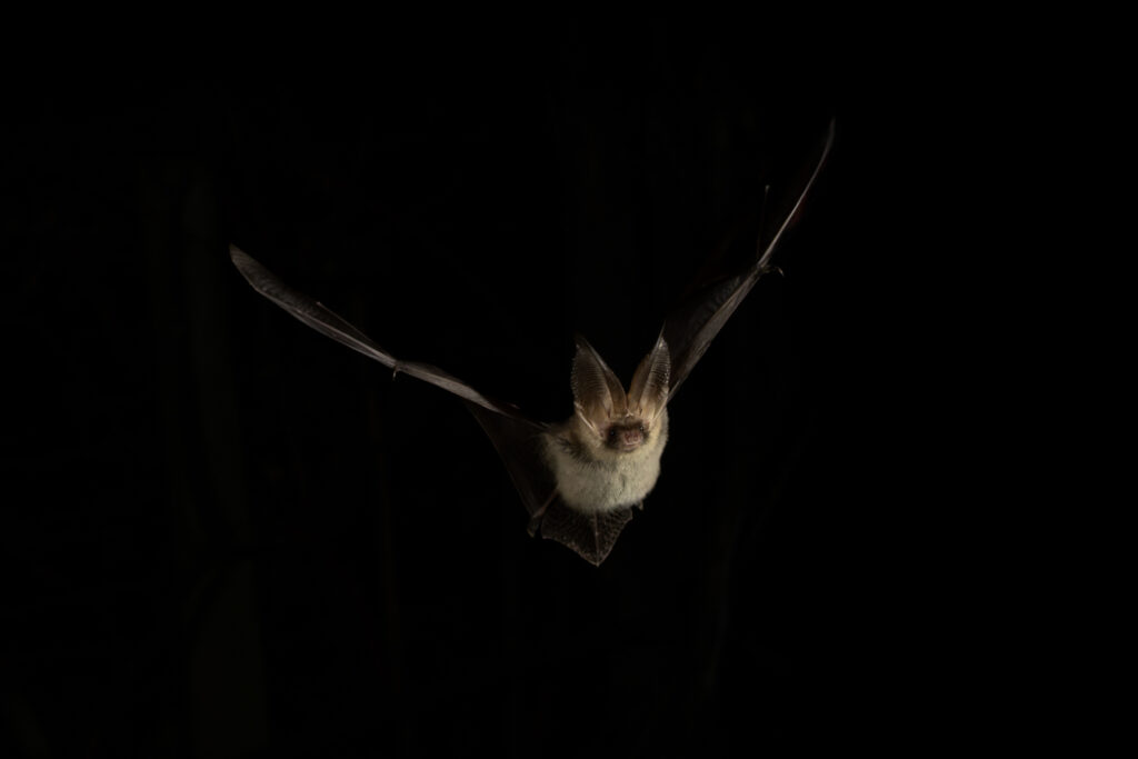 Brown Long-eared Bat