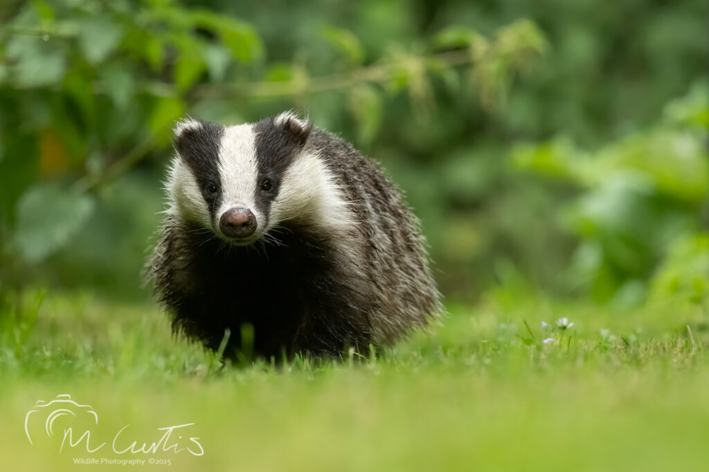 Badgers out during the day