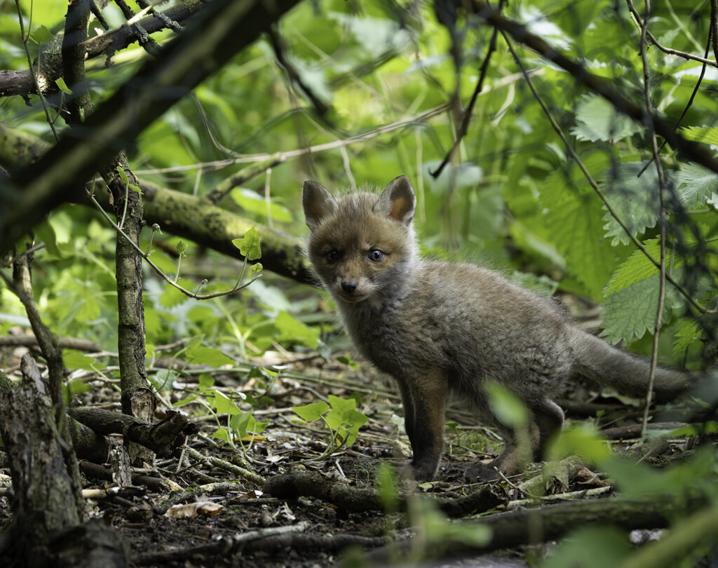 fox cub