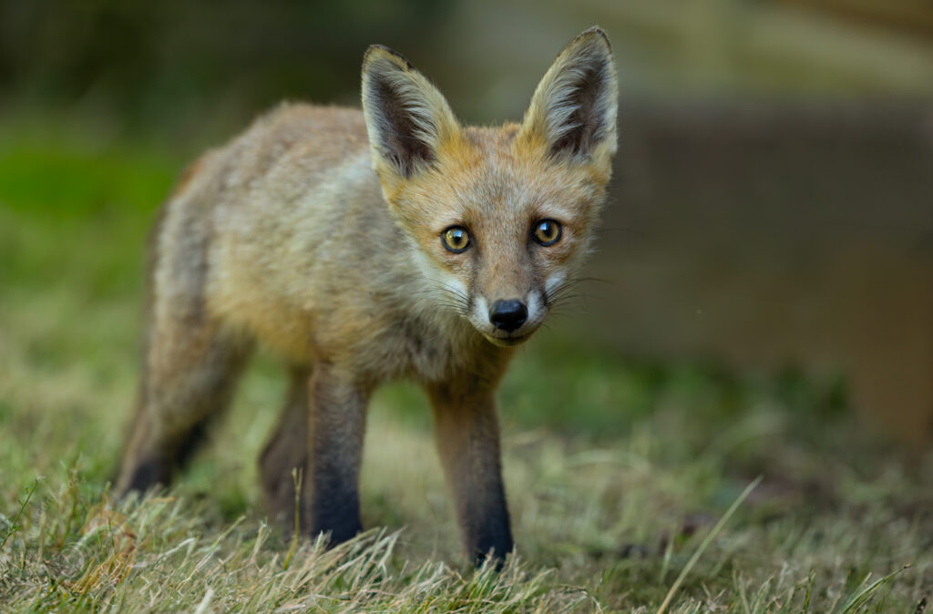 4t3a0630 enhanced nr edit