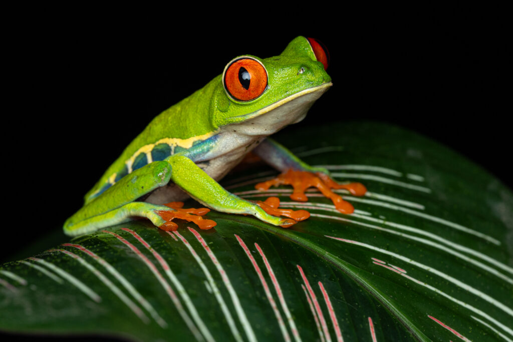 Costa Rican Frogs