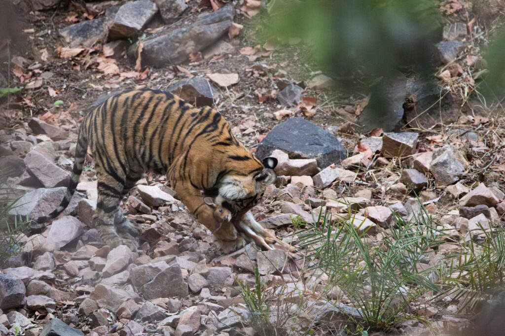 4t3a9048 enhanced nr