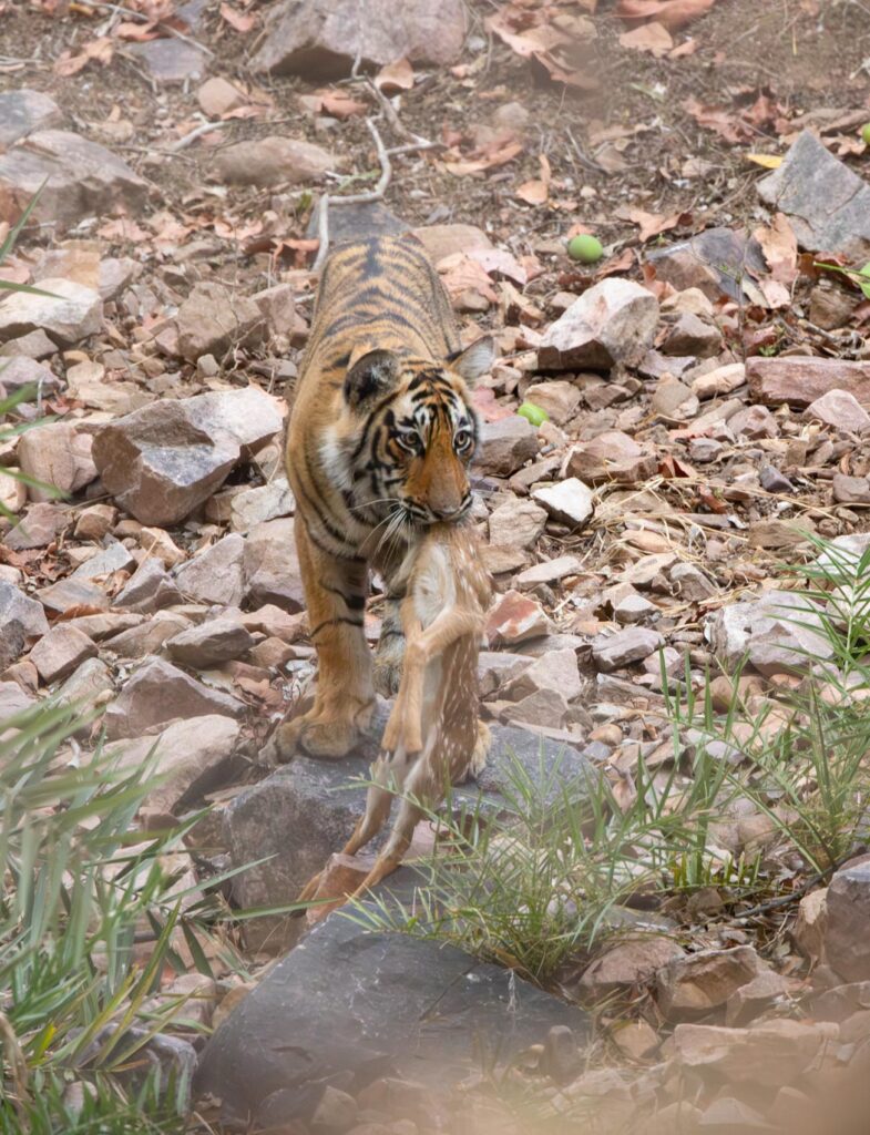 4t3a9068 enhanced nr