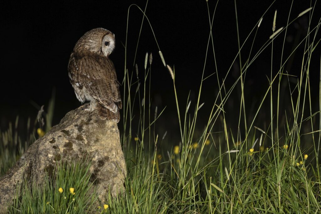 The Tawny Owl and the Fox