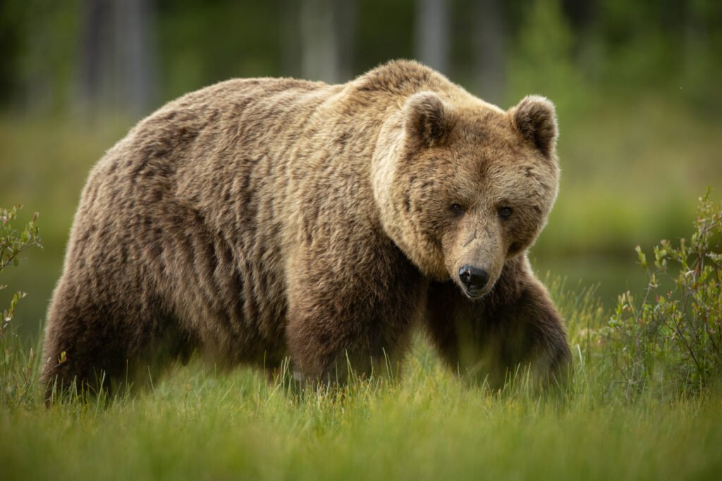 Brown bears in high summer