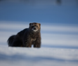 Photographing Wolverines in Finland: A Winter Wildlife Gamble 4t3a0404