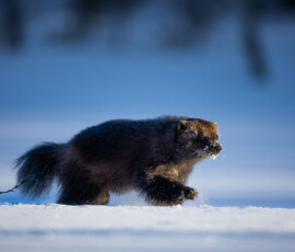 Photographing Wolverines in Finland: A Winter Wildlife Gamble 4t3a0413