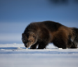 Photographing Wolverines in Finland: A Winter Wildlife Gamble 4t3a0429