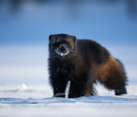Photographing Wolverines in Finland: A Winter Wildlife Gamble 4t3a0438