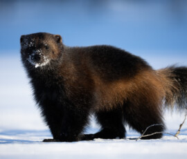 Photographing Wolverines in Finland: A Winter Wildlife Gamble 4t3a0470