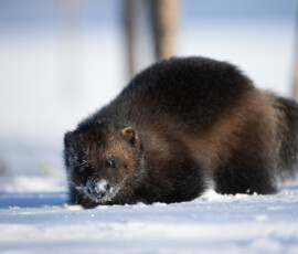 Photographing Wolverines in Finland: A Winter Wildlife Gamble 4t3a0483 edit