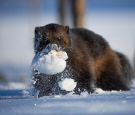 Photographing Wolverines in Finland: A Winter Wildlife Gamble 4t3a0485 edit