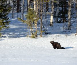 Photographing Wolverines in Finland: A Winter Wildlife Gamble 4t3a2149