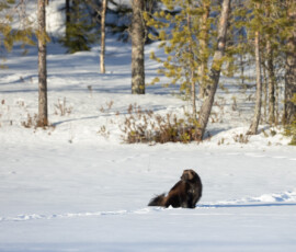 Photographing Wolverines in Finland: A Winter Wildlife Gamble 4t3a2190