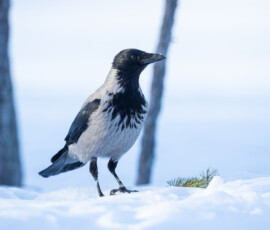 Photographing Wolverines in Finland: A Winter Wildlife Gamble 4t3a2196
