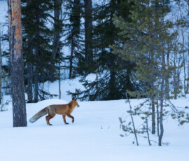 Photographing Wolverines in Finland: A Winter Wildlife Gamble 4t3a2822