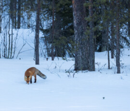 Photographing Wolverines in Finland: A Winter Wildlife Gamble 4t3a2834