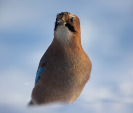 Photographing Wolverines in Finland: A Winter Wildlife Gamble 4t3a2856 edit