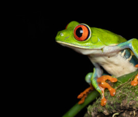 Red-eyed tree frog 4t3a4027 2