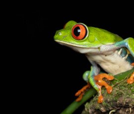 Red-eyed tree frog 4t3a4027 2