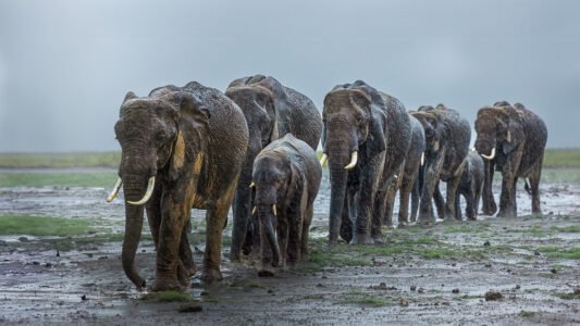 amboseli family
