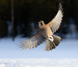 Photographing Wolverines in Finland: A Winter Wildlife Gamble csi 5043