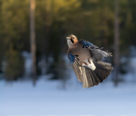 Photographing Wolverines in Finland: A Winter Wildlife Gamble csi 5232 edit