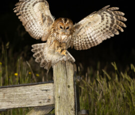 Tawny Owls fx9a0017 edit edit