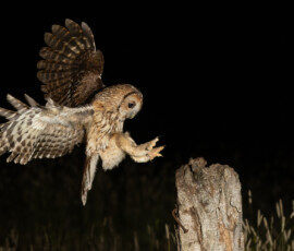 Tawny Owls fx9a0099 edit(1)