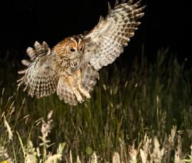 Tawny Owls fx9a0224 edit edit