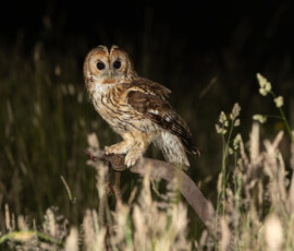 Tawny Owls fx9a0306
