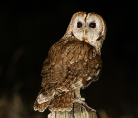 Tawny Owls fx9a0350