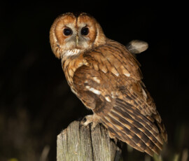 Tawny Owls fx9a0419