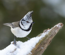 Photographing Wolverines in Finland: A Winter Wildlife Gamble fx9a4071 enhanced nr edit
