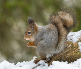 Photographing Wolverines in Finland: A Winter Wildlife Gamble fx9a4196