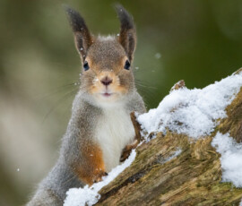 Photographing Wolverines in Finland: A Winter Wildlife Gamble fx9a4212