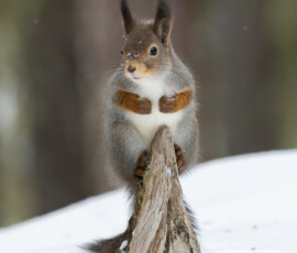 Photographing Wolverines in Finland: A Winter Wildlife Gamble fx9a4225