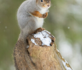 Photographing Wolverines in Finland: A Winter Wildlife Gamble fx9a4237
