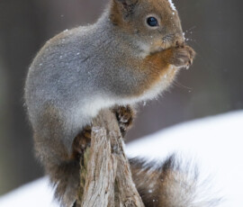 Photographing Wolverines in Finland: A Winter Wildlife Gamble fx9a4296