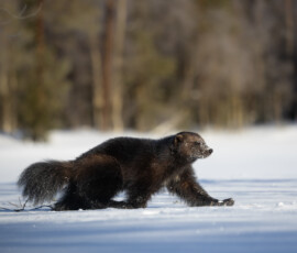 Photographing Wolverines in Finland: A Winter Wildlife Gamble fx9a4426