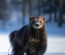 Photographing Wolverines in Finland: A Winter Wildlife Gamble fx9a4431
