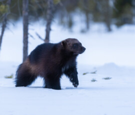 Photographing Wolverines in Finland: A Winter Wildlife Gamble fx9a4543