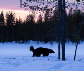 Photographing Wolverines in Finland: A Winter Wildlife Gamble fx9a4860 enhanced nr