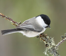Photographing Wolverines in Finland: A Winter Wildlife Gamble fx9a5475 enhanced nr edit