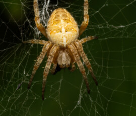 Backgarden macro fx9a6809 edit