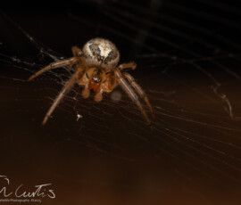 Backgarden macro fx9a6855